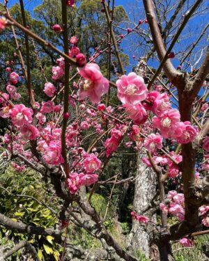 Mizuki Hoshina Instagram - はじめての鹿児島県🌸
#仙巌園 からの#桜島 ⛰

桜と梅が満開🥰
もうすぐ春です🌸