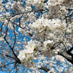 Moemi Katayama Instagram - 🌸 #定期的nature #cerryblossom #sakura #🌸 #桜