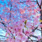 Moemi Katayama Instagram – 🌸

もう咲いていたのだけど
さくらなのかしら…??
種類はなんじゃらほい??

#定期的nature 
#桜？？
#japan 
#2024 
#2月13日時点