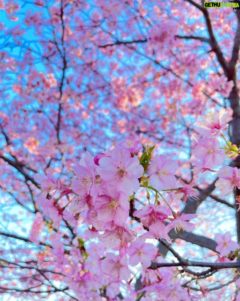 Moemi Katayama Instagram - 🌸 もう咲いていたのだけど さくらなのかしら...?? 種類はなんじゃらほい?? #定期的nature #桜？？ #japan #2024 #2月13日時点