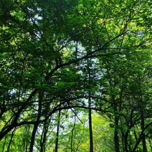 Moga Mogami Instagram - 🌱🌼🌲