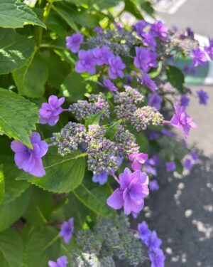 Moga Mogami Instagram - 💜🤍💚

紫陽花の季節になってきたね。

今日は娘を連れて
お花をみにいこうかなー。