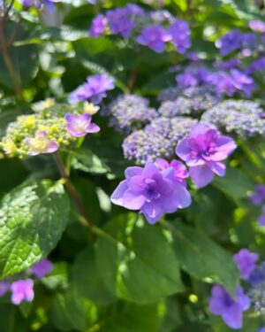 Moga Mogami Instagram - 💜🤍💚

紫陽花の季節になってきたね。

今日は娘を連れて
お花をみにいこうかなー。