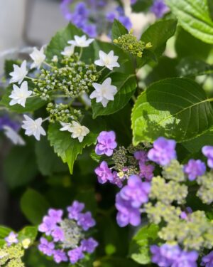 Moga Mogami Instagram - 💜🤍💚

紫陽花の季節になってきたね。

今日は娘を連れて
お花をみにいこうかなー。