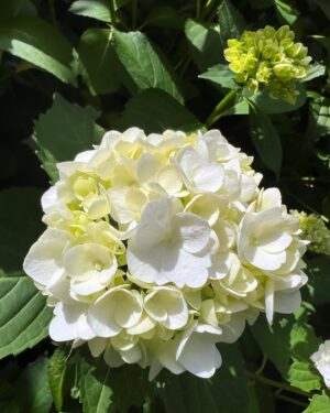 Moga Mogami Instagram - 💜🤍💚

紫陽花の季節になってきたね。

今日は娘を連れて
お花をみにいこうかなー。