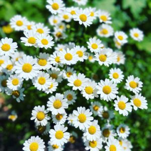 Moga Mogami Instagram - 🌱🌼🌲