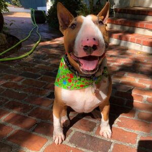 Molly Ephraim Instagram - Local boy turns four, celebrates third “gotcha day,” asks if he can go to car wash to bork at wet scrubbypasta.