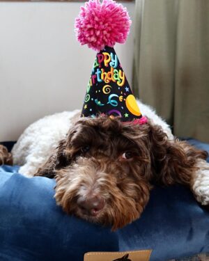 Molly McCook Instagram - Happy Birthday (4!) to our weird   wonderful Maxine. Can’t believe there was a life before you! I truly ask myself all the time, what is life without dogs? You gotta try it  if you don’t know!! It’s better, i swear!! We 💖 you, Max! 🐾