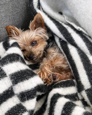 Molly C. Quinn Instagram - There comes a time in every dog’s life, when they must abandon our world, and leave their loved ones behind, in order to travel to their final destination: Planet Dog. 

Yesterday was that day for Piper. 

She was born on October 4th, 2009, and gifted all who knew her with over 14 years of joy, laughter, and demands for food. She held many great titles over the course of her tenure, including gate defender, snack lieutenant, and pupperoni sommelier, before being promoted to her highest post: Secretary of the Interior (of our hearts). 

Piper was a wonderful role model to her younger sister, Pikachu, and to her roommates, Molly and Elan. 

All who spent time with her were charmed by her commanding presence despite being the size of a small bird. 

In accordance with tradition, as she travels to Planet Dog, she will watch her loved ones via satellite feed, as they mourn her departure while celebrating her life: a life that was full of adventure, great food, and an abundance of hugs and kisses. 

She stayed on Earth for 5,117 days, and in every single one of them, she was loved beyond measure, and she gave love back, without hesitation or restraint. 

Our hearts are broken, but that’s okay, because they are also very full, and continue to be filled, again and again, with memories and stories and dreams of Piper, our sweetest little friend. She was, and will continue to be, the foundation that our small family is built upon, and that is something that can never change. 

Her final wish was to let everyone know she had a great time, she lived her life to the fullest, and she wants you to do the same. 

To honor her memory and her trip to Planet Dog, please have a bite of salami today, and as the salty cured meat dances on your tongue, know that she is with you. 

We love you, Piper. We’ve always loved you. And we will always love you. 

Piper forever. Pikachu forever. Mulu forever. Emu forever. Family forever. To Planet Dog and beyond.
