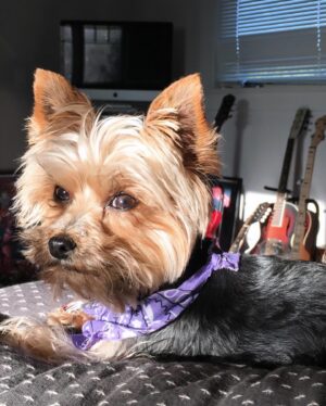 Molly C. Quinn Instagram - There comes a time in every dog’s life, when they must abandon our world, and leave their loved ones behind, in order to travel to their final destination: Planet Dog. 

Yesterday was that day for Piper. 

She was born on October 4th, 2009, and gifted all who knew her with over 14 years of joy, laughter, and demands for food. She held many great titles over the course of her tenure, including gate defender, snack lieutenant, and pupperoni sommelier, before being promoted to her highest post: Secretary of the Interior (of our hearts). 

Piper was a wonderful role model to her younger sister, Pikachu, and to her roommates, Molly and Elan. 

All who spent time with her were charmed by her commanding presence despite being the size of a small bird. 

In accordance with tradition, as she travels to Planet Dog, she will watch her loved ones via satellite feed, as they mourn her departure while celebrating her life: a life that was full of adventure, great food, and an abundance of hugs and kisses. 

She stayed on Earth for 5,117 days, and in every single one of them, she was loved beyond measure, and she gave love back, without hesitation or restraint. 

Our hearts are broken, but that’s okay, because they are also very full, and continue to be filled, again and again, with memories and stories and dreams of Piper, our sweetest little friend. She was, and will continue to be, the foundation that our small family is built upon, and that is something that can never change. 

Her final wish was to let everyone know she had a great time, she lived her life to the fullest, and she wants you to do the same. 

To honor her memory and her trip to Planet Dog, please have a bite of salami today, and as the salty cured meat dances on your tongue, know that she is with you. 

We love you, Piper. We’ve always loved you. And we will always love you. 

Piper forever. Pikachu forever. Mulu forever. Emu forever. Family forever. To Planet Dog and beyond.