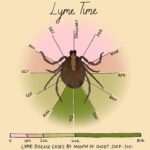 Mona Chalabi Instagram – A little guide to help you through tick season…

Lyme disease cases have more than doubled over the past 30 years. Before you get too stressed out by that increase, some of it is just down to better public knowledge about Lyme disease and doctors getting better at diagnosing it (although it’s still too hard for a lot of people to have their symptoms taken seriously, especially women and people of color). The CDC has a really good list of advice for people in tick heavy states (New Jersey, New York, Pennsylvania) like using 0.5% permethrin and checking your body for ticks when you get home.

Source: Centers for Disease Control and Prevention. The seasonality chart is based on data from 2008 to 2021 #lymedisease