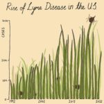 Mona Chalabi Instagram – A little guide to help you through tick season…

Lyme disease cases have more than doubled over the past 30 years. Before you get too stressed out by that increase, some of it is just down to better public knowledge about Lyme disease and doctors getting better at diagnosing it (although it’s still too hard for a lot of people to have their symptoms taken seriously, especially women and people of color). The CDC has a really good list of advice for people in tick heavy states (New Jersey, New York, Pennsylvania) like using 0.5% permethrin and checking your body for ticks when you get home.

Source: Centers for Disease Control and Prevention. The seasonality chart is based on data from 2008 to 2021 #lymedisease
