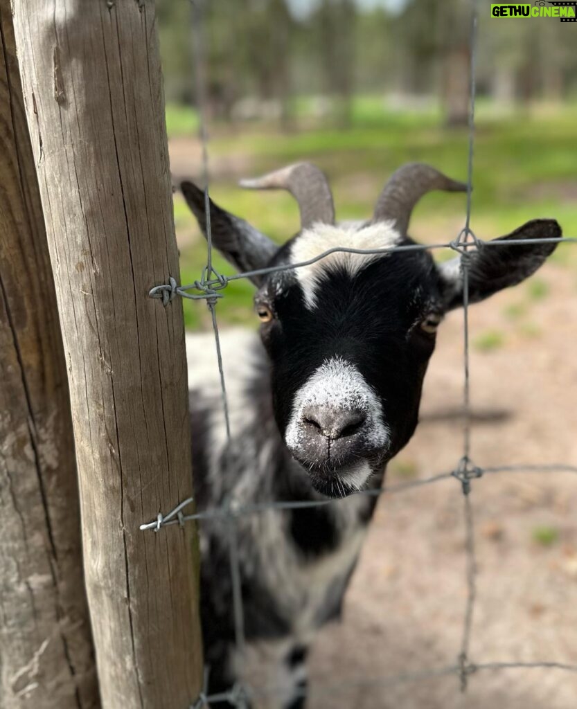 Núria Madruga Instagram - Momentos bonitos do nosso fim de semana. 🤍 #farmlife @craveiral