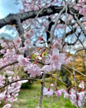 NaHo Instagram - 🌸🌸🌸
#桜 #樱花 #櫻花 #七穂 #七穗 #青春有你2 #NaHo #qisui #youthwithyou #secondcultureinc