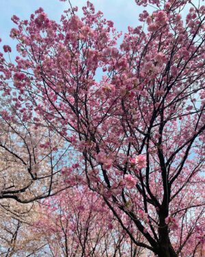 NaHo Instagram - 🌸🌸🌸
#桜 #樱花 #櫻花 #七穂 #七穗 #青春有你2 #NaHo #qisui #youthwithyou #secondcultureinc