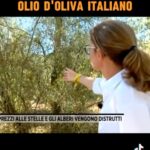 Naike Rivelli Instagram - C’era una volta l’olio d’oliva Italiano 🇮🇹 Cari @striscialanotizia perché non fate servizi su questo? Perché non volete parlare degli agricoltori e quello che sta succedendo da un mese? Un mese che tutti gli agricoltori italiani stanno scioperando e nessuno gli risponde dal governo. Mi sembra un un servizione importante! 🤦🏻‍♀️😞🙈💔 🚜📣🇮🇹💚 #passaparola @ornellamuti @il_gigante_buono14 @codacons_official @ricottisnc Invece di fare servizietti su l’olio scrauso dei mercati. Andate alla fonte cazzo!