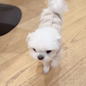 Nam Gyu-ri Instagram - 하루야 이틀이야 삼일이야 ?

맛있다!
달아.
오 대박.

(노래부르러 갔다가 만난 하루🐶)

#찻집공연#HALO