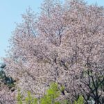 Nam Gyu-ri Instagram - 🌸🌸🌸 #Leica#MASERATIGrecale#spring