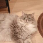 Nana Asakawa Instagram - 我が家のなんばーわんアイドル ぽるんさん本日4歳になりました🐱 たくさんの幸せをありがとう 世界でいちばん愛してるよー🥰