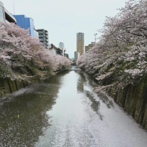 Nanase Aikawa Instagram - 『サクラサク』という曲は、昔むかし、目黒川のこの景色を見て書いた。
懐かしさに、思わず写真を撮っちゃった🌸🌸🌸ちょっとキュン🤏💓

#目黒川
#さくら