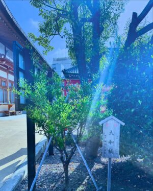 Nanase Aikawa Instagram - 先日、久しぶりに木更津の八剱八幡へ。
私が植樹した橘も元気に育っていました😊🌲びっくりしたのは、同期が奉職していたこと🤭

#早朝参拝
#気持ちいい