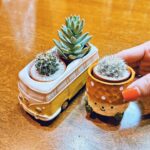 Nao Toyama Instagram - かわいいサボテン買っちゃった🌵✨ 実は小学生の頃からサボテンが大好きで……（笑） なんでも好き！っていうことではないのだけど、 この子だ！と胸ときめくさぼちゃんをお迎えしています😚 器もさぼちゃんそのものも可愛すぎて一目惚れでした！ きゅんです。。。