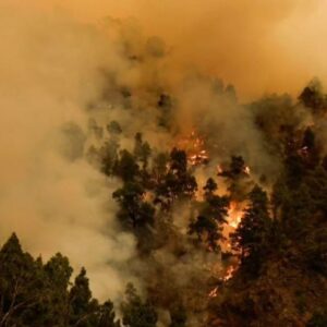 Natalia Ferviú Instagram - Casi 4000 hectáreas quemadas en un perímetro de 41,9 kms. Ocho municipios afectados: unas 7500 personas y a saber cuántos animales... Y subiendo, porque el incendio aún no está controlado. Lo peor es que todo apunta que fue intencionado.
Siento impotencia y mucha rabia al ver mi tierra en llamas. No sé qué probabilidad hay de pillar al responsable, pero ojalá sí y que se haga justicia.
Muchísimas gracias a todas las personas involucradas en las labores de ayuda y rescate, desde bomberos a protectoras de animales. Gracias al resto de isleñxs, que nos están apoyando al máximo. Y a muchas y muchos peninsulares y extranjeros que a pesar de la distancia tienen ahora mismo a Tenerife en su corazón. Ojalá esta pesadilla acabe pronto. Tenerife ¡resiste! ✊🏼

📸 Créditos:
Fotos 1 y 2 de Borja Suárez
Foto 3 de Ramón de la Rocha.
