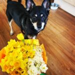 Natalia Tena Instagram - EASTER DOG