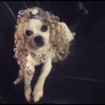 Natasha Leggero Instagram - Thank you to Chihuahua/actress mayor cutie for blessing us with her presence all these years. When we found you in an alley and took you to the groomers to see if we could clean you up and try to find you a home the groomer said “they find YOU honey”. I’m iso glad we kept you & I was able to be with you on your journey to stardom and thank you for always letting me put wigs and hats on you and for always knowing your lines. When I had a baby I used to pray that I would love it as much as I loved you. You are worth having to resurface my hard wood floors due to senior incontinence it was just so hard to put you down because you never lost your looks 💖