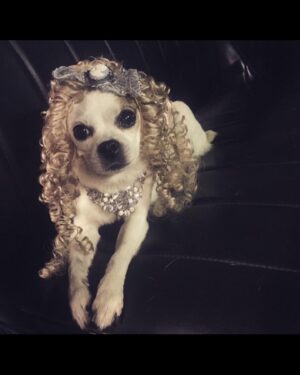 Natasha Leggero Instagram - Thank you to Chihuahua/actress mayor cutie for blessing us with her presence all these years.  When we found you in an alley and took you to the groomers to see if we could clean you up and try to find you a home the groomer said “they find YOU honey”. I’m iso glad we kept you &  I was able to be with you on your journey to stardom and thank you for always letting me put wigs and hats on you and for always knowing your lines. When I had a baby I used to pray that I would love it as much as I loved you.  You are worth having to resurface my hard wood floors due to senior incontinence it was just so hard to put you down because you never lost your looks 💖