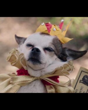 Natasha Leggero Instagram - Thank you to Chihuahua/actress mayor cutie for blessing us with her presence all these years.  When we found you in an alley and took you to the groomers to see if we could clean you up and try to find you a home the groomer said “they find YOU honey”. I’m iso glad we kept you &  I was able to be with you on your journey to stardom and thank you for always letting me put wigs and hats on you and for always knowing your lines. When I had a baby I used to pray that I would love it as much as I loved you.  You are worth having to resurface my hard wood floors due to senior incontinence it was just so hard to put you down because you never lost your looks 💖