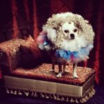 Natasha Leggero Instagram – Thank you to Chihuahua/actress mayor cutie for blessing us with her presence all these years.  When we found you in an alley and took you to the groomers to see if we could clean you up and try to find you a home the groomer said “they find YOU honey”. I’m iso glad we kept you &  I was able to be with you on your journey to stardom and thank you for always letting me put wigs and hats on you and for always knowing your lines. When I had a baby I used to pray that I would love it as much as I loved you.  You are worth having to resurface my hard wood floors due to senior incontinence it was just so hard to put you down because you never lost your looks 💖
