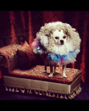 Natasha Leggero Instagram - Thank you to Chihuahua/actress mayor cutie for blessing us with her presence all these years.  When we found you in an alley and took you to the groomers to see if we could clean you up and try to find you a home the groomer said “they find YOU honey”. I’m iso glad we kept you &  I was able to be with you on your journey to stardom and thank you for always letting me put wigs and hats on you and for always knowing your lines. When I had a baby I used to pray that I would love it as much as I loved you.  You are worth having to resurface my hard wood floors due to senior incontinence it was just so hard to put you down because you never lost your looks 💖