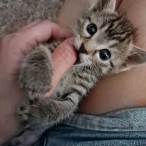Neda Spasova Instagram - Спас даден, Спас приет! ❤️ 😺
Малко са хората като Калин, които ще дойдат от Враца до София (в момента до Враца се стига за около два часа, поради дългогодишни ремонти, а дано най-после има нормален път) да приберат едно улично коте, когато вече вкъщи имат персийка с родословие. 
Спас се озова под терасата ни преди две седмици, изоставен от майка си. Тя си взе другите котета и него го остави. Прибрахме го, заведохме го на ветеринар и се грижехме за него, докато Калин дойде да го вземе. Историята на Спас е с нещо като хепи енд. На много други като него - не е...
Ще ми се да има някаква истинска държавна политика по отношение на бездомничетата, а не само няколко общински приюта с ограничен капацитет и възможности и няколко частни фондации и сдружения, които изнемогват, поради недостиг на средства. Членувам в десетки групи за бездомничета. Следвам няколко страници на частни организации за животни. Ежедневни десетки публикации за кучета и котки, търсещи си дом. За кучета и котки в окаяно състояние, поради човешка "намеса". За изоставени, изхвърлени, бити, малтретирани... Ще си кажете: "Тая нормална ли е? То за хората няма кой да се грижи, пък за животните!" И ще сте ужасно прави... 
Ще ми се да вярвам, че след толкова много избори, протести, служебни правителства - ще има положителна промяна, а не просто "разделяне на питата" и всички там "горе" да сити, а пък народът е свикнал и ще си търпи... 
За Калин ми беше постът - благодаря ти, Калине, че се погрижи за тази малка топчица любов! ❤️ На третата снимка Спас е вече в новия си дом с по-големия си брат Мишо, който издебнал Калин, докато го няма и се изтропал в тоалетната на Спас. 😂 А следващите снимки проследяват пътя на Спас при мен.
.
.
.
#cat #cats #catlovers #kitty #kitten #babycat #lovecats #cute #pet #animal