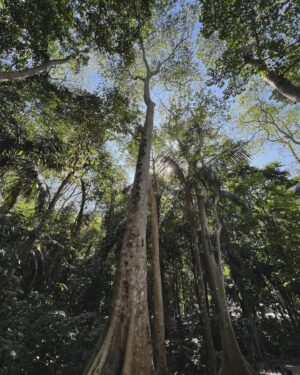 Neroli Meadows Instagram - Palm trees = joy. 

El Nido, Philippines