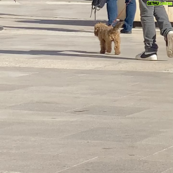 Neva Leoni Instagram - Di lavori belli con gente bella e cibo buono e cagnolini che riprendo di nascosto per farli vedere a mio marito. #ilpatriarca2