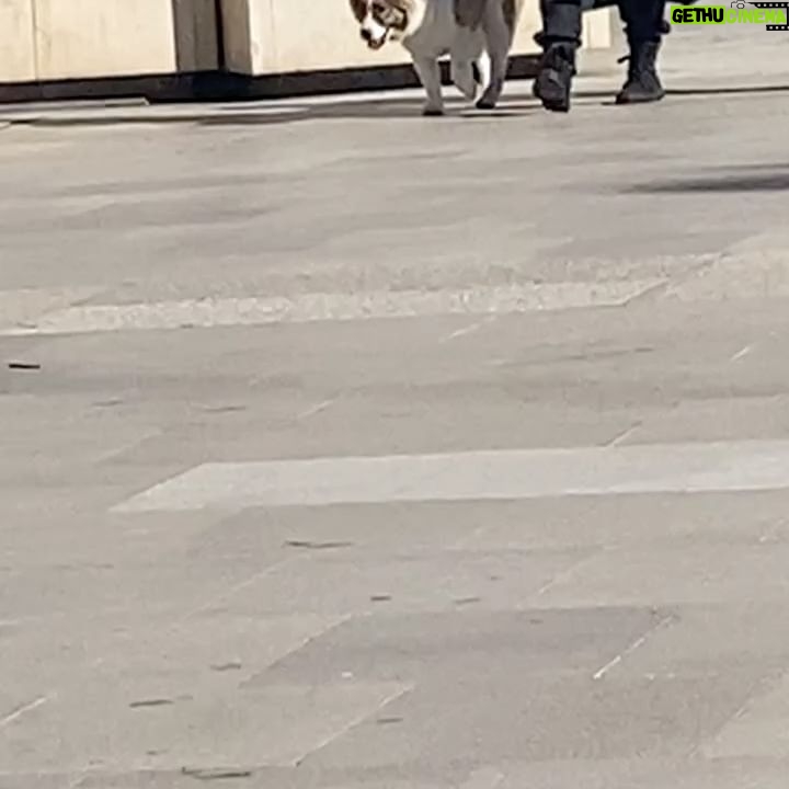 Neva Leoni Instagram - Di lavori belli con gente bella e cibo buono e cagnolini che riprendo di nascosto per farli vedere a mio marito. #ilpatriarca2