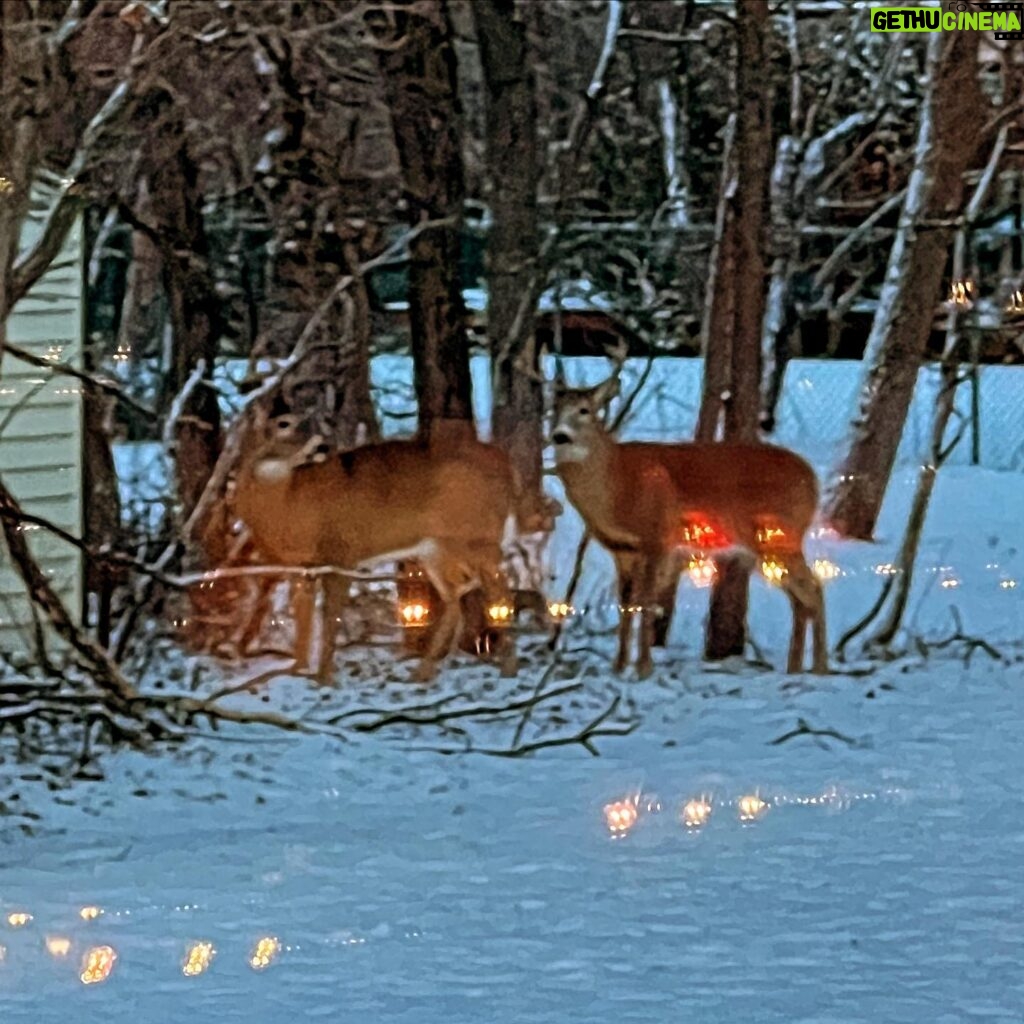Nia Vardalos Instagram - Reindeers resting in our backyard. ❤️ Merry Christmas to all who celebrate! 🎅🏼 🎄 🎁 #winnipeg #canada #christmas #santa
