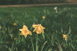 Nicole Alyse Nelson Instagram - Stop and smell the flowers 💐🌺🌸🌼🌻 #film #pentax #35mm #pentaxp30