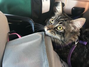 Nicole Alyse Nelson Instagram - Celebrating 2 years of life for my beautiful Zo-bear😻 For her birthday, she requests that you adopt an animal at the shelter and save a life today💛