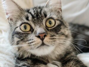 Nicole Alyse Nelson Instagram - Celebrating 2 years of life for my beautiful Zo-bear😻 For her birthday, she requests that you adopt an animal at the shelter and save a life today💛