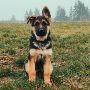 Nicole Gale Anderson Instagram - Coco’s first snow. 🖤 #farmdog #gsd #gsdpuppy