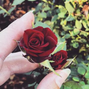 Nicole Gale Anderson Instagram - Little sweethearts.