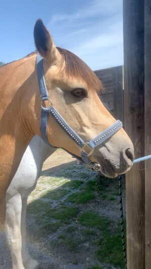 Nicole Mieth Instagram - Sommerzeit = Badezeit 🐴💦☀️ Und bei euch so? #ilovemyhorses #hitzefrei 
•
•
•
#horselife #sommer #badespaß #pferdeliebe #schimmelpower #navajo #steiermark #austria #pferdemädchen #happy #love