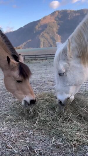 Nicole Mieth Instagram - Meine MORGENROUTINE ☀️☕️🫖 Warum mein Hobby keine Arbeit für mich ist: Für mich ist die Pferde/Stall-Arbeit wie meditieren. Ich entspanne und komme so vom Alltags-Stress runter 🐴💕🧘🏽‍♀️ Wer kennt den Satz: “Das ist aber viel Arbeit” auch? Welches Hobby übt ihr aus? 🏒⚽️🏊🏼‍♀️🎿 #Stall #Pferde #Morgenroutine #hobby #nicolemieth #horsesofinstagram #pferdemädchen