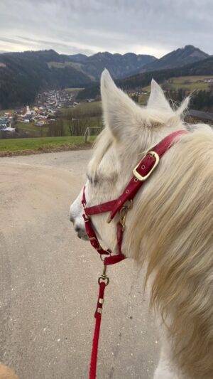 Nicole Mieth Instagram - Das Glück der Erde liegt auf dem Rücken der Pferde. 🍀 Heute ist Freitag der 13. und der Tag kann nicht besser laufen 😊🐴 Was habt ihr am Wochenende schönes geplant? 🫶🏼 #happy #horseriding #love #steiermark #austria #nicolemieth