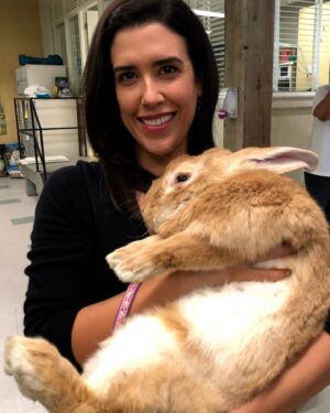 Nicole Power Instagram - This cuddly fella right here is Jack 🐰🥺 like so many of our on-set furry friends, Jack came to us from @silverwillowfarmrescue and is currently available for adoption! He's house-trained, great with other pets, and is just about the sweetest ball of fluff you'll ever meet 💚