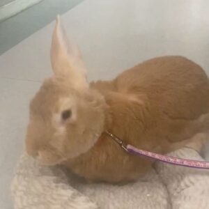 Nicole Power Instagram - This cuddly fella right here is Jack 🐰🥺 like so many of our on-set furry friends, Jack came to us from @silverwillowfarmrescue and is currently available for adoption! He's house-trained, great with other pets, and is just about the sweetest ball of fluff you'll ever meet 💚