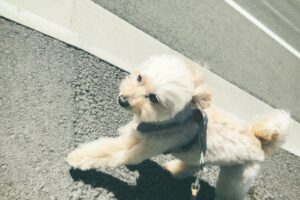 Nimura Sawa Instagram - 🌪️🤧🐶🌸🌱