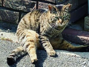 Nono Maida Instagram - ドラマの撮影中に撮った
空✈️とネコ🐈
飛行機が飛んだ跡がクッキリわかる空は初めて見ました✨

3枚目の写真は事務所の先生が飼ってる猫ちゃんです🧡
動物は本当に可愛くて癒されます🍀